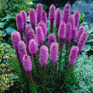 Purple Blazing Stars Liatris Thumbnail